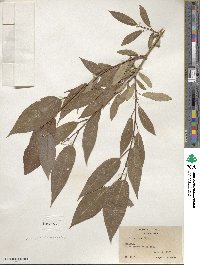 Salix lutea image