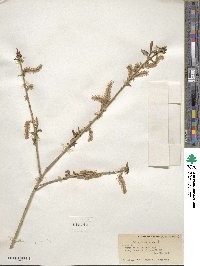 Salix lutea image