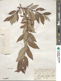 Salix lutea image