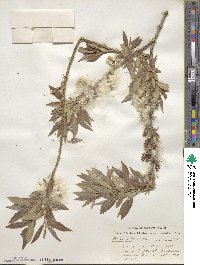 Salix lutea image