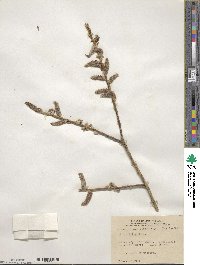 Salix lutea image