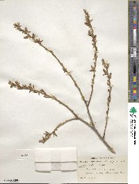 Salix lutea image