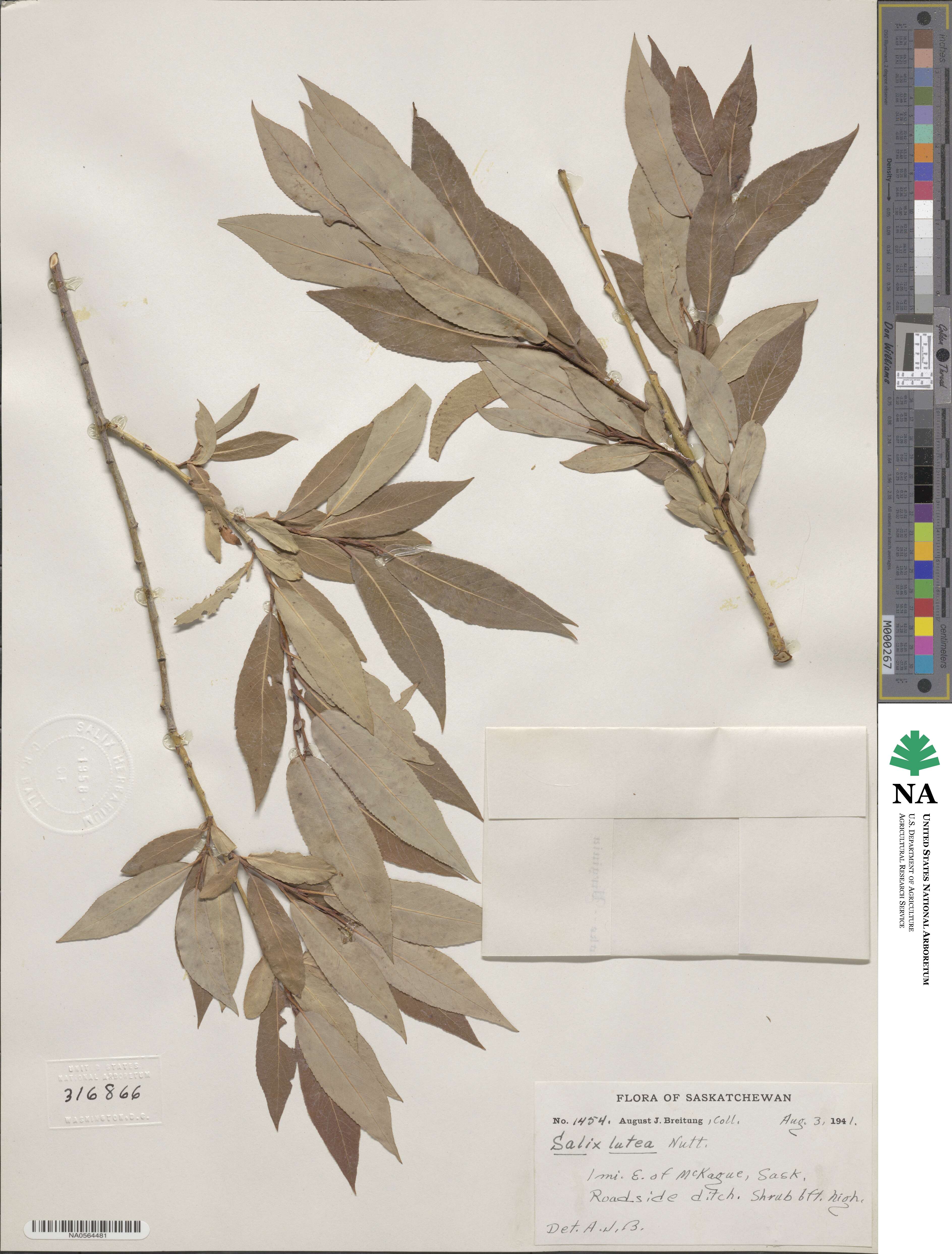 Salix lutea image