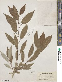 Salix lutea image