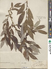 Salix lutea image