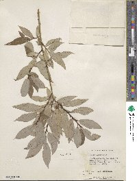 Salix lutea image