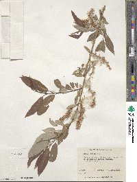 Salix lutea image