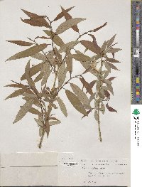 Salix lutea image