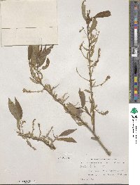 Salix lutea image