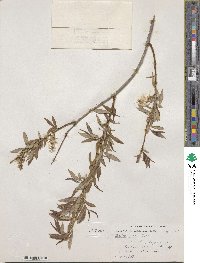 Salix lutea image