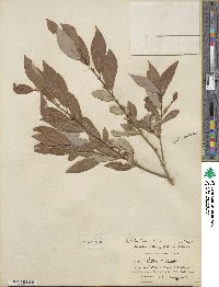 Salix lutea image