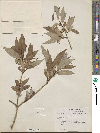 Salix lutea image