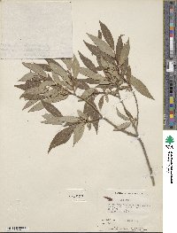 Salix lutea image