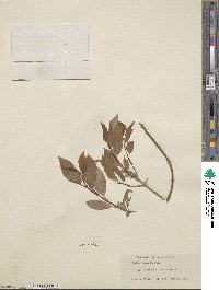 Salix lutea image