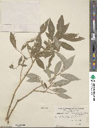 Salix lutea image