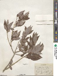 Salix lutea image