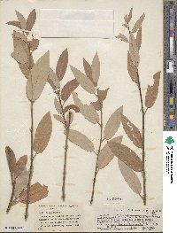 Salix lutea image