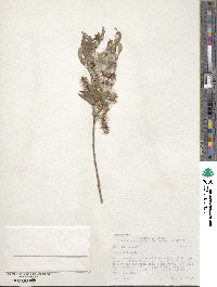 Salix lutea image