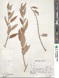 Salix lutea image