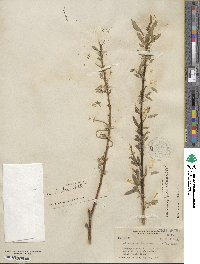 Salix lutea image