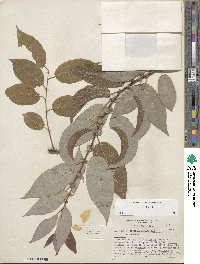 Salix lutea image