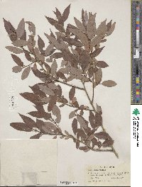 Salix lutea image