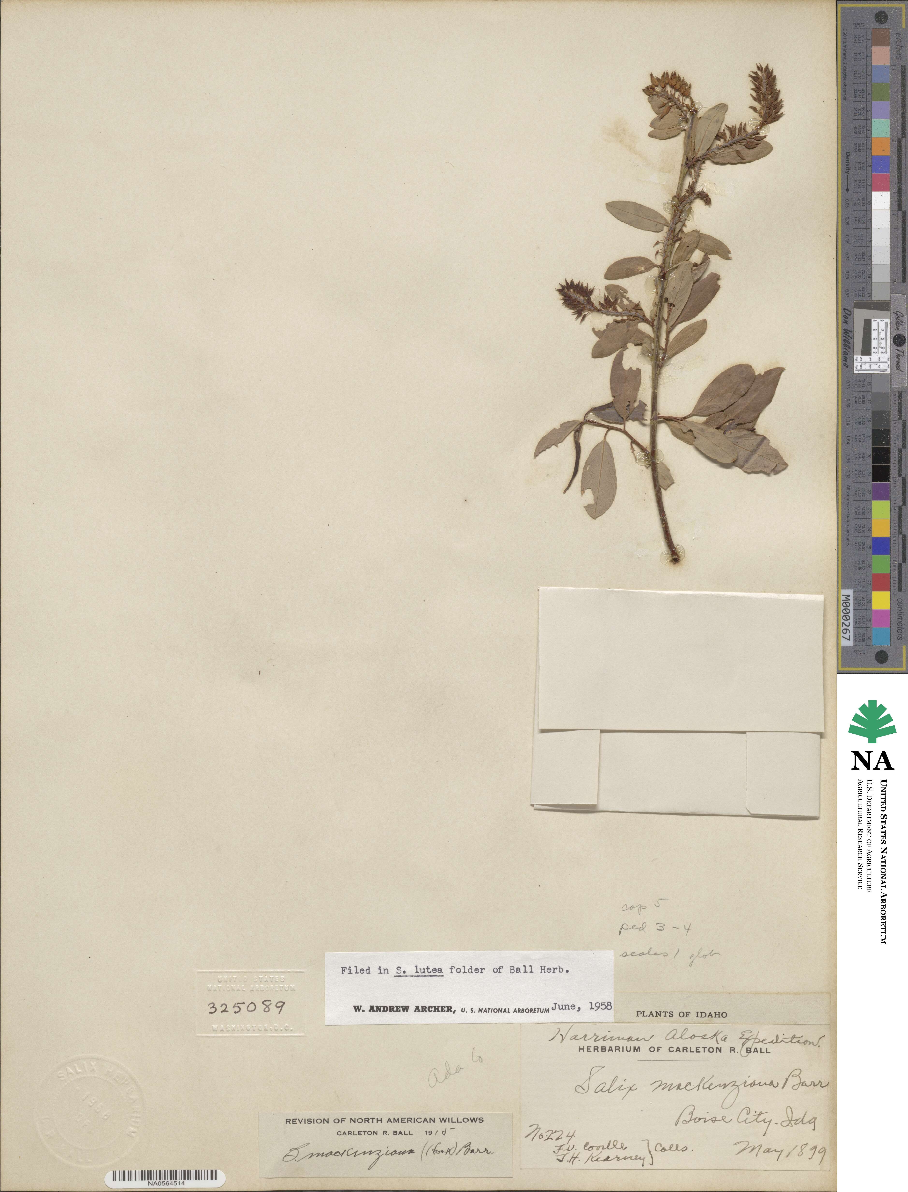 Salix lutea image