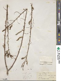 Salix lutea image