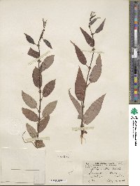 Salix lutea image