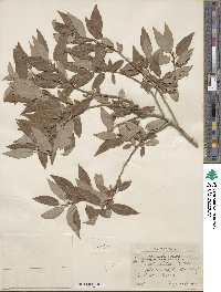 Salix lutea image