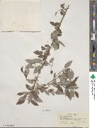 Salix lutea image