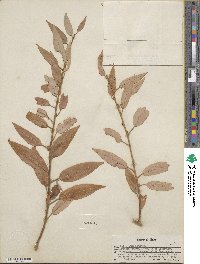 Salix lutea image