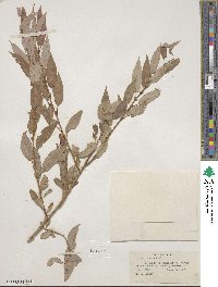 Salix lutea image