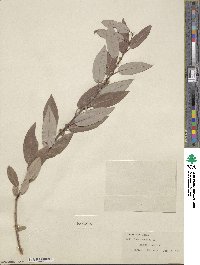 Salix lutea image