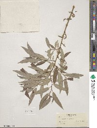 Salix lutea image