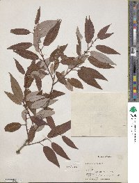 Salix lutea image