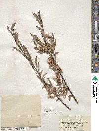 Salix lutea image