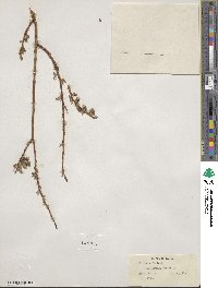 Salix lutea image