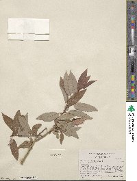 Salix lutea image