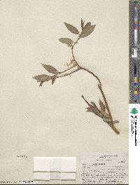 Salix lutea image