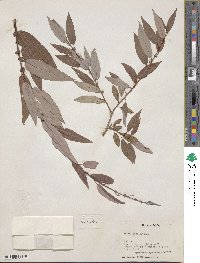 Salix lutea image