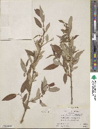 Salix lutea image