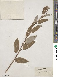 Salix lutea image