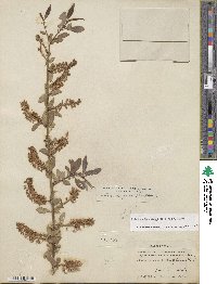 Salix lutea image