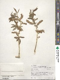 Salix lutea image