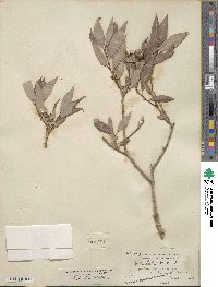 Salix lutea image