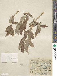 Salix lutea image