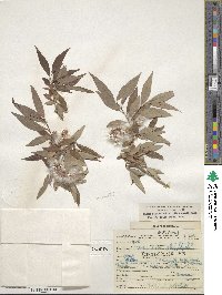 Salix lutea image