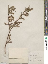 Salix lutea image