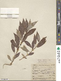 Salix lutea image